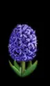 Hyacinth.